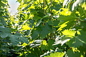 Vitis vinifera 'Phoenix'