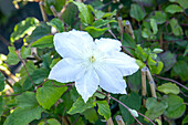 Clematis, weiß