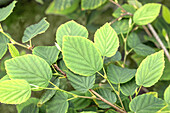 Corylopsis pauciflora