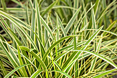 Carex morrowii ssp. foliosissima 'Icedance'