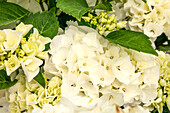 Hydrangea macrophylla SAXON® 'Bright White'