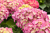 Hydrangea macrophylla 'Rosita'