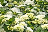 Hydrangea macrophylla 'Bianco'