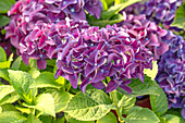 Hydrangea macrophylla, purple violet