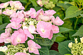 Hydrangea macrophylla Frisbee® 'Pink'