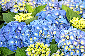 Hydrangea macrophylla 'Jip blue'®