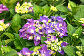 Hydrangea macrophylla Frisbee® 'Purple'