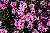 Dianthus plumarius, rosa-rot