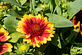 Gaillardia aristata, red-yellow