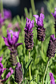 Lavandula stoechas