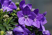 Platycodon grandiflorus, blau