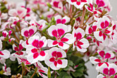 Pelargonium zonale, pink-white