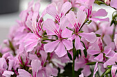 Pelargonium peltatum, rosa