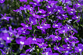 Lobelia erinus, violett