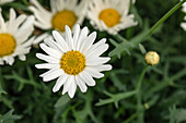 Argyranthemum frutescens, white