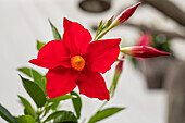 Mandevilla sanderi, rot