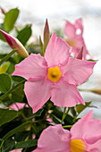 Mandevilla sanderi, rosa