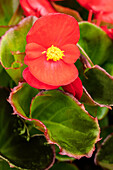 Begonia semperflorens, red