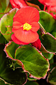 Begonia semperflorens, rot