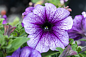 Petunia grandiflora, purple