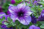 Petunia grandiflora, purple
