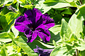 Petunia grandiflora, violett
