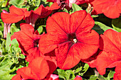 Petunia grandiflora, red