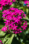 Pentas lanceolata, pink