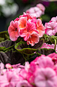 Pelargonium zonale, apricot