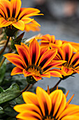 Gazania rigens, orange yellow