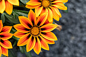 Gazania rigens, orange yellow