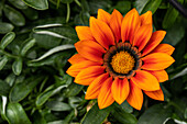 Gazania rigens, orange