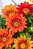 Gazania rigens, orange