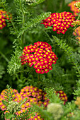 Achillea millefolium 