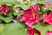 Alcea rosea