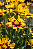 Coreopsis grandiflora, gelb-rot