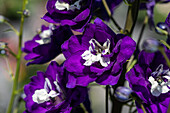 Delphinium x elatum, violett-weiß