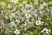 Anemone japonica 'Wild Swan'