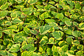 Houttuynia cordata 'Chameleon'.