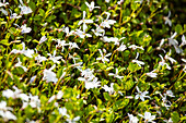 Pratia pedunculata, white