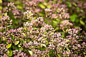 Origanum vulgare 'Tumble's Variety'