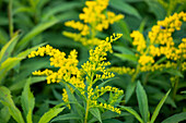 Solidago canadensis Goldkind