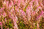 Astilbe chinensis var. taquetii