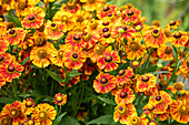 Helenium, yellow-red