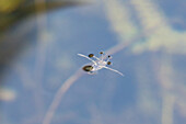 Backswimmer in water