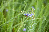 Linum perenne