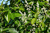 Fallopia aubertii