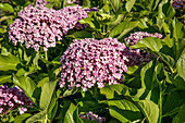 Hydrangea macrophylla, pink