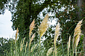 Cortaderia selloana