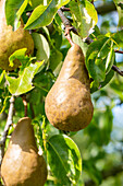 Pyrus communis 'Bosc's bottle pear